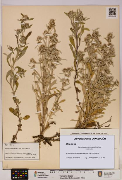 Gamochaeta americana [Espécimen: UDEC:CONC:0101166]