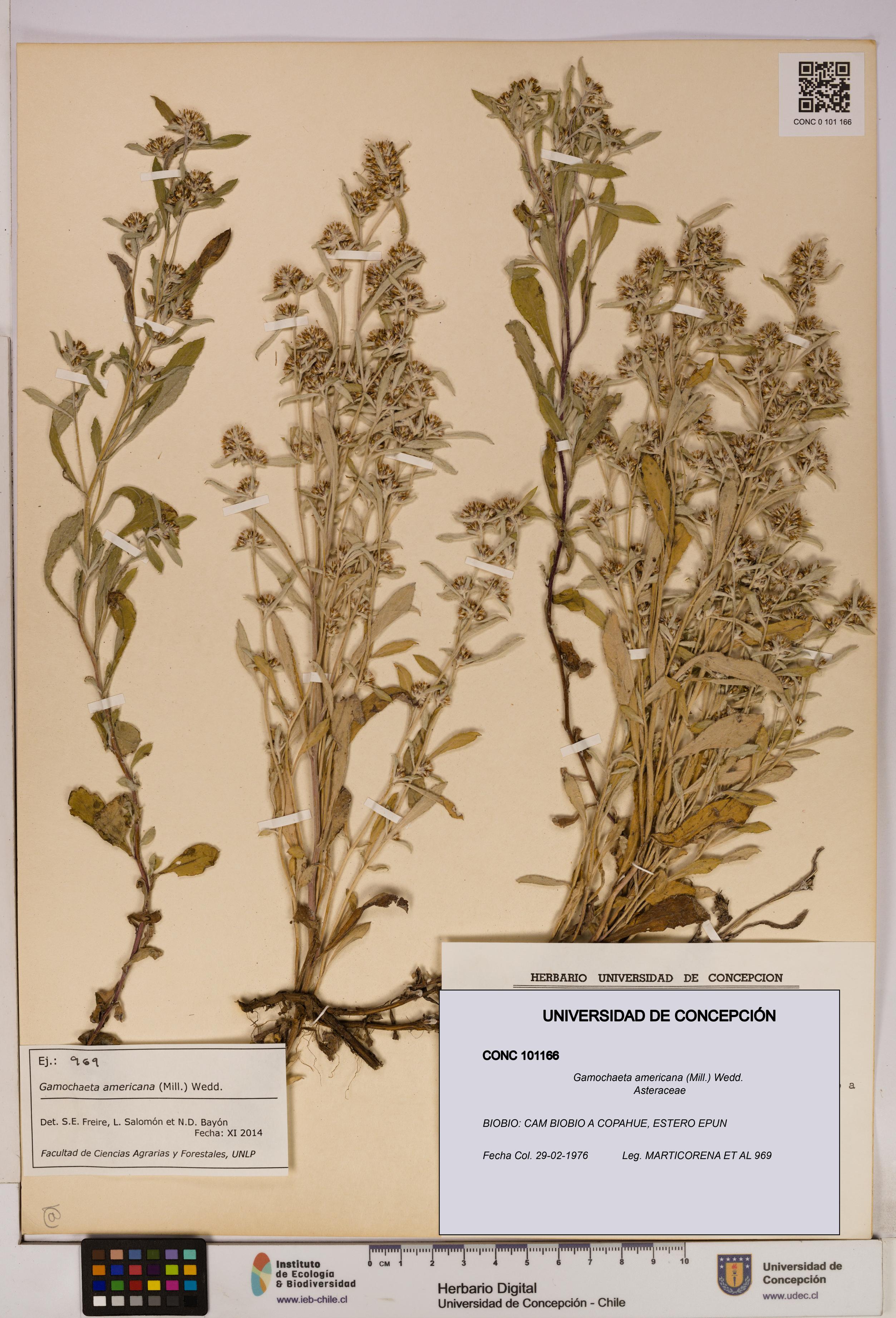 Gamochaeta americana [Espécimen: UDEC:CONC:0101166]