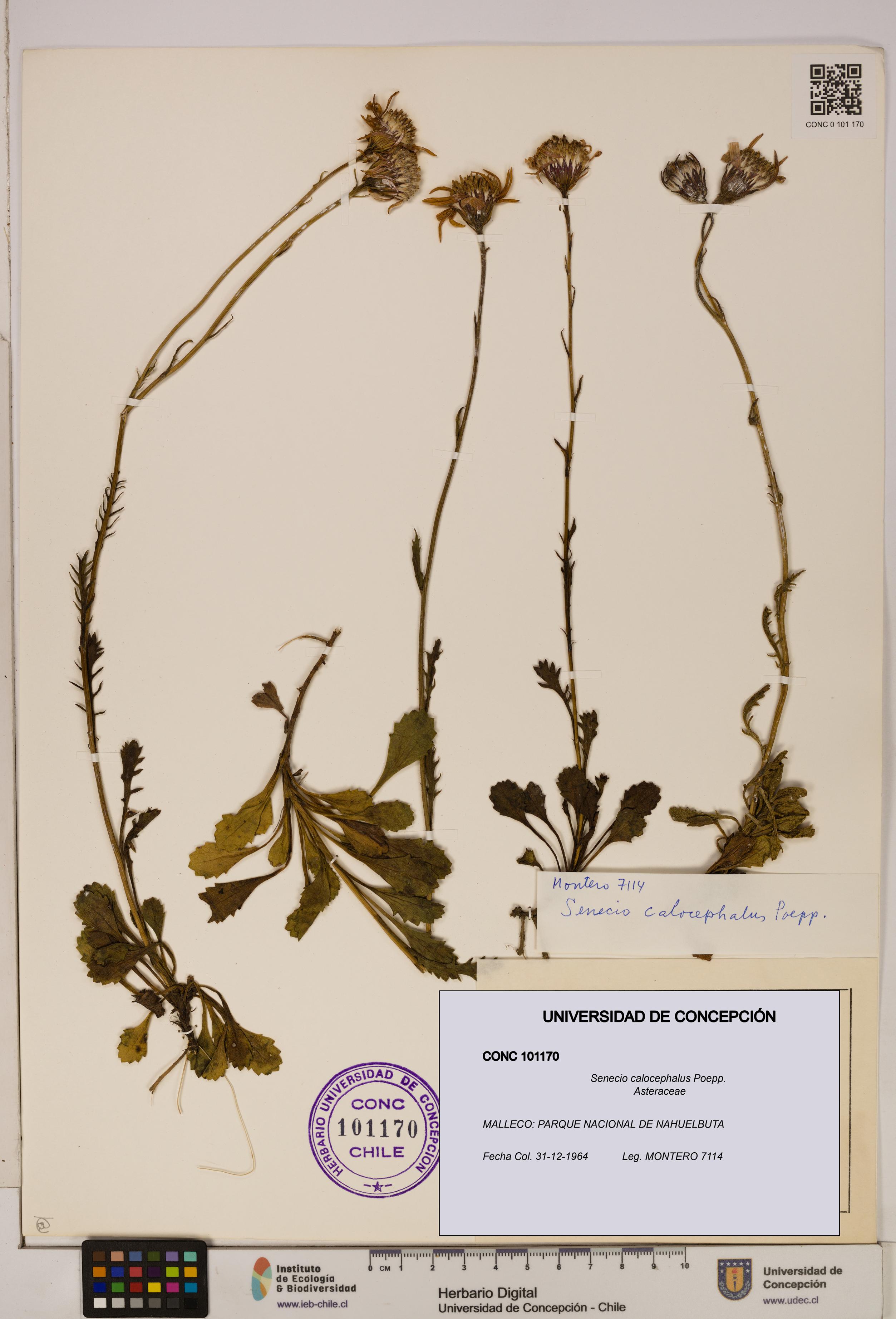 Senecio calocephalus [Espécimen: UDEC:CONC:0101170]