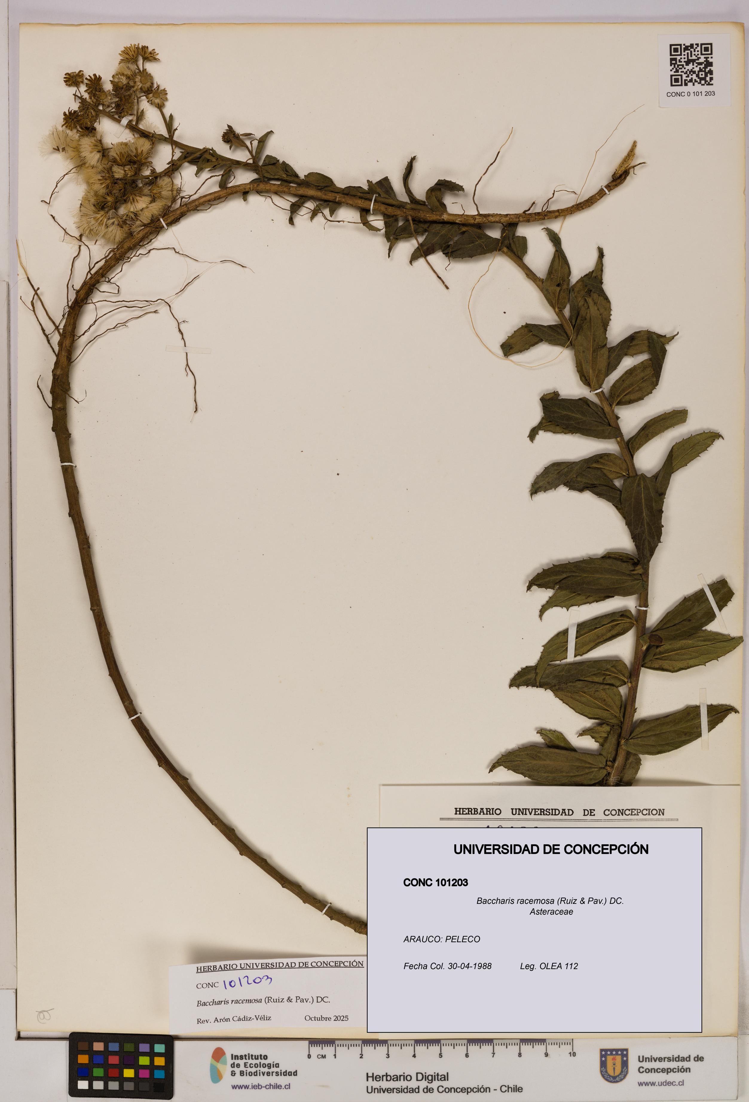 Baccharis racemosa [Espécimen: UDEC:CONC:0101203]