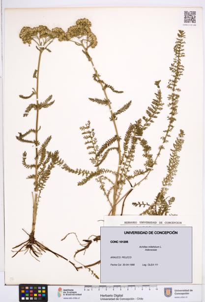 Achillea millefolium [Espécimen: ]