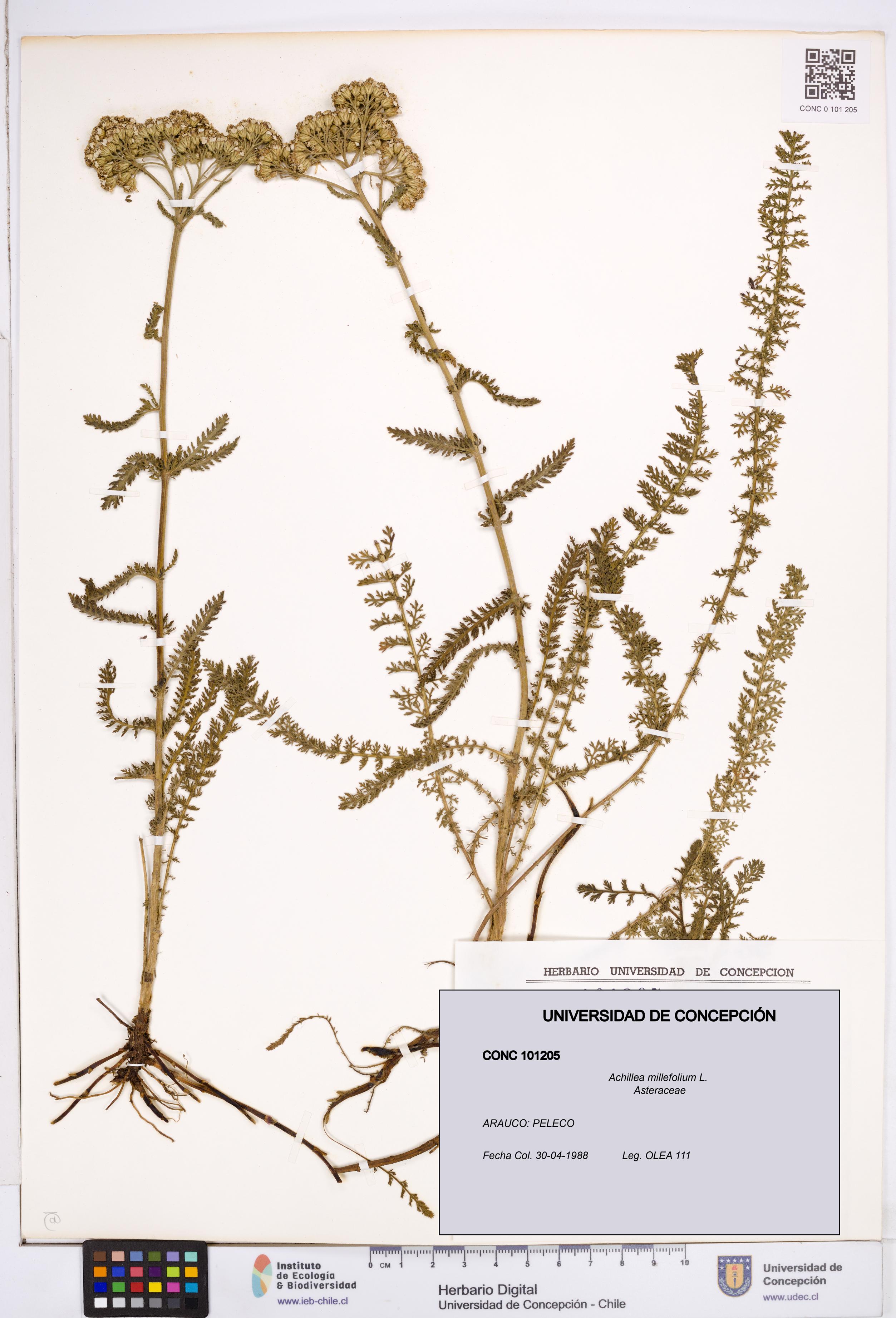 Achillea millefolium [Espécimen: ]