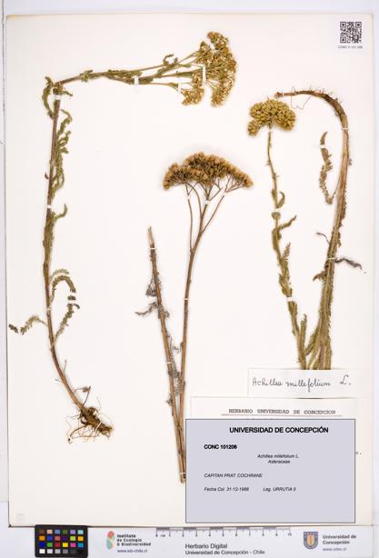 Achillea millefolium [Espécimen: ]