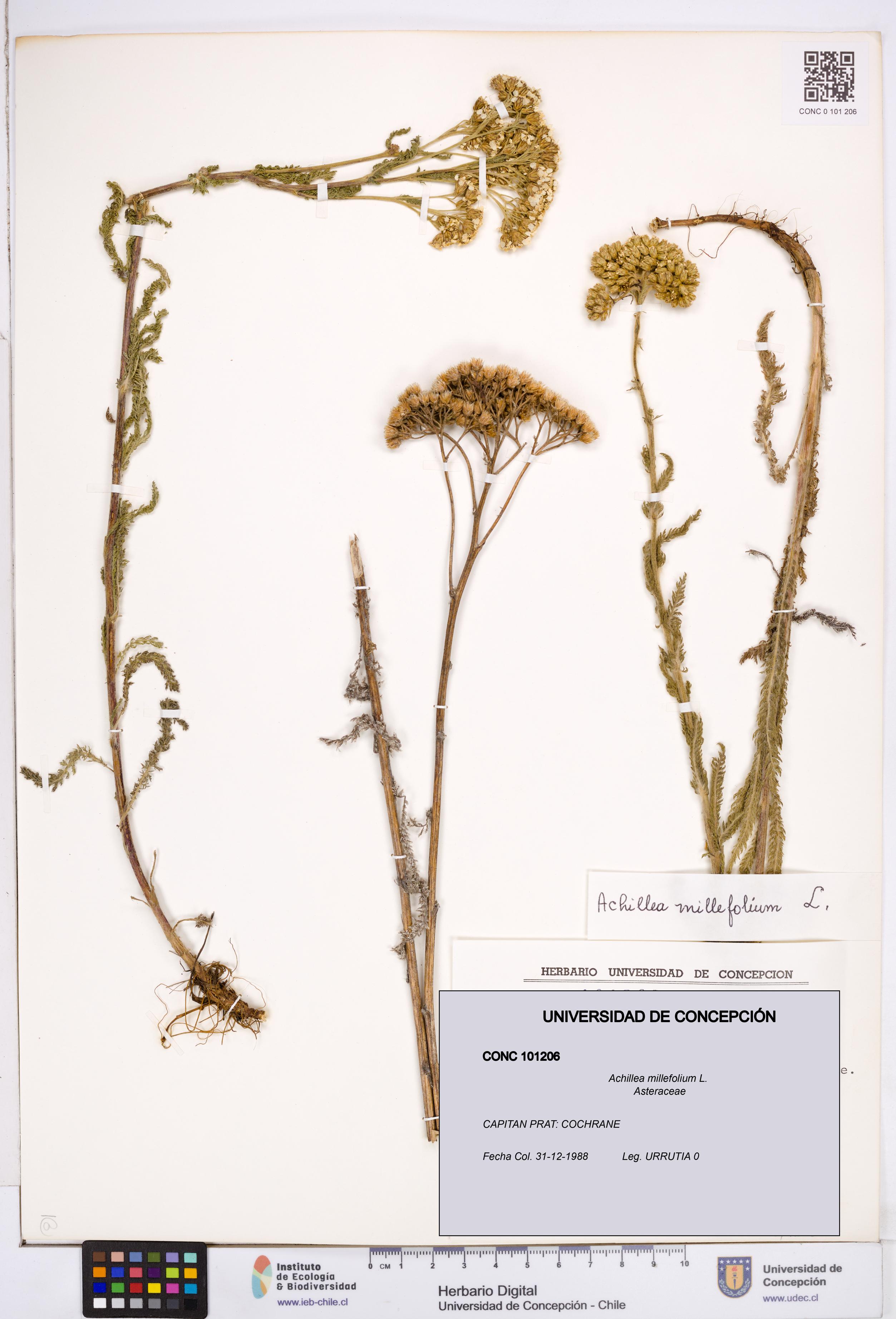 Achillea millefolium [Espécimen: ]