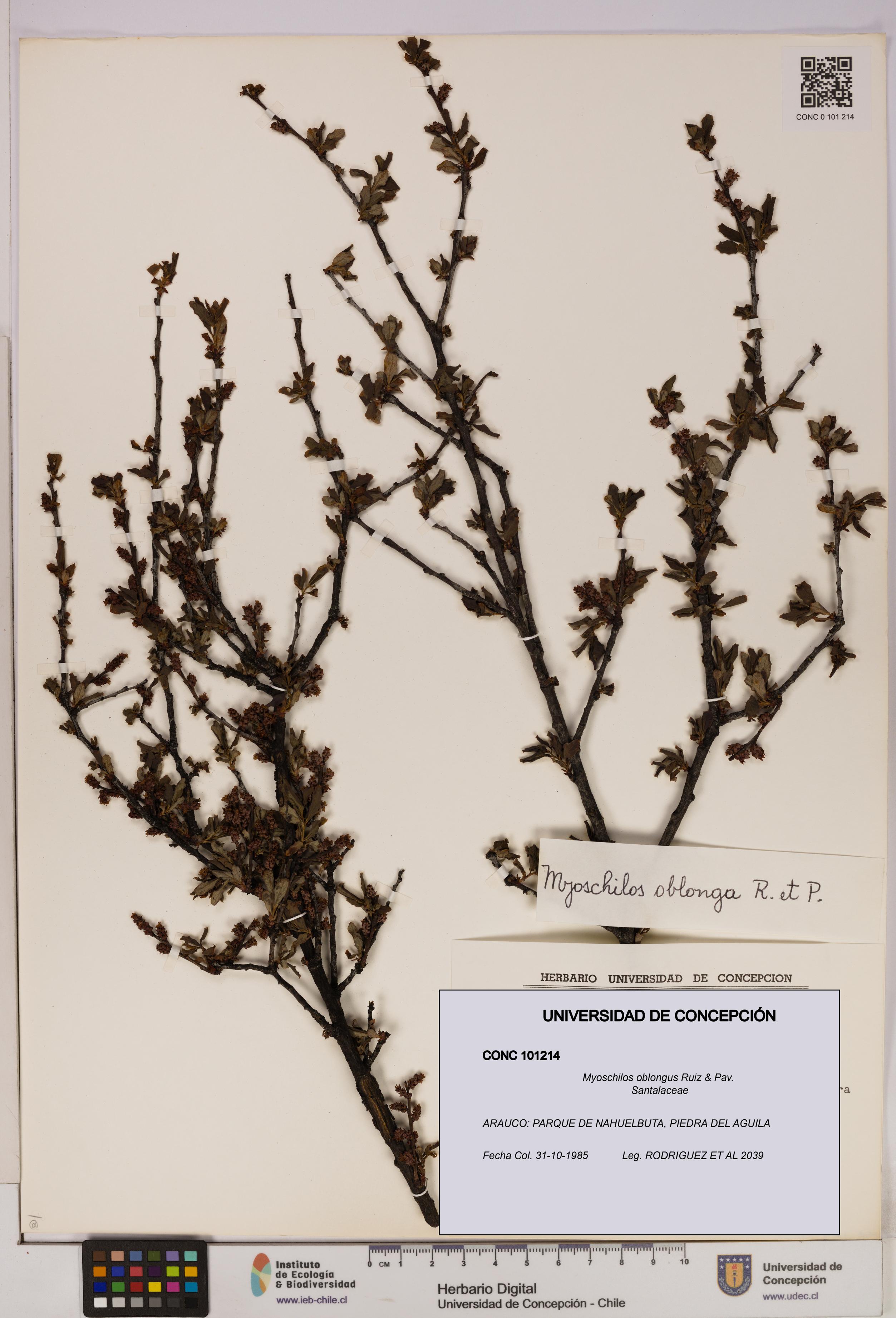 Myoschilos oblongus [Espécimen: UDEC:CONC:0101214]