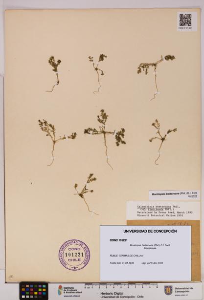 Montiopsis berteroana [Espécimen: UDEC:CONC:0101221]