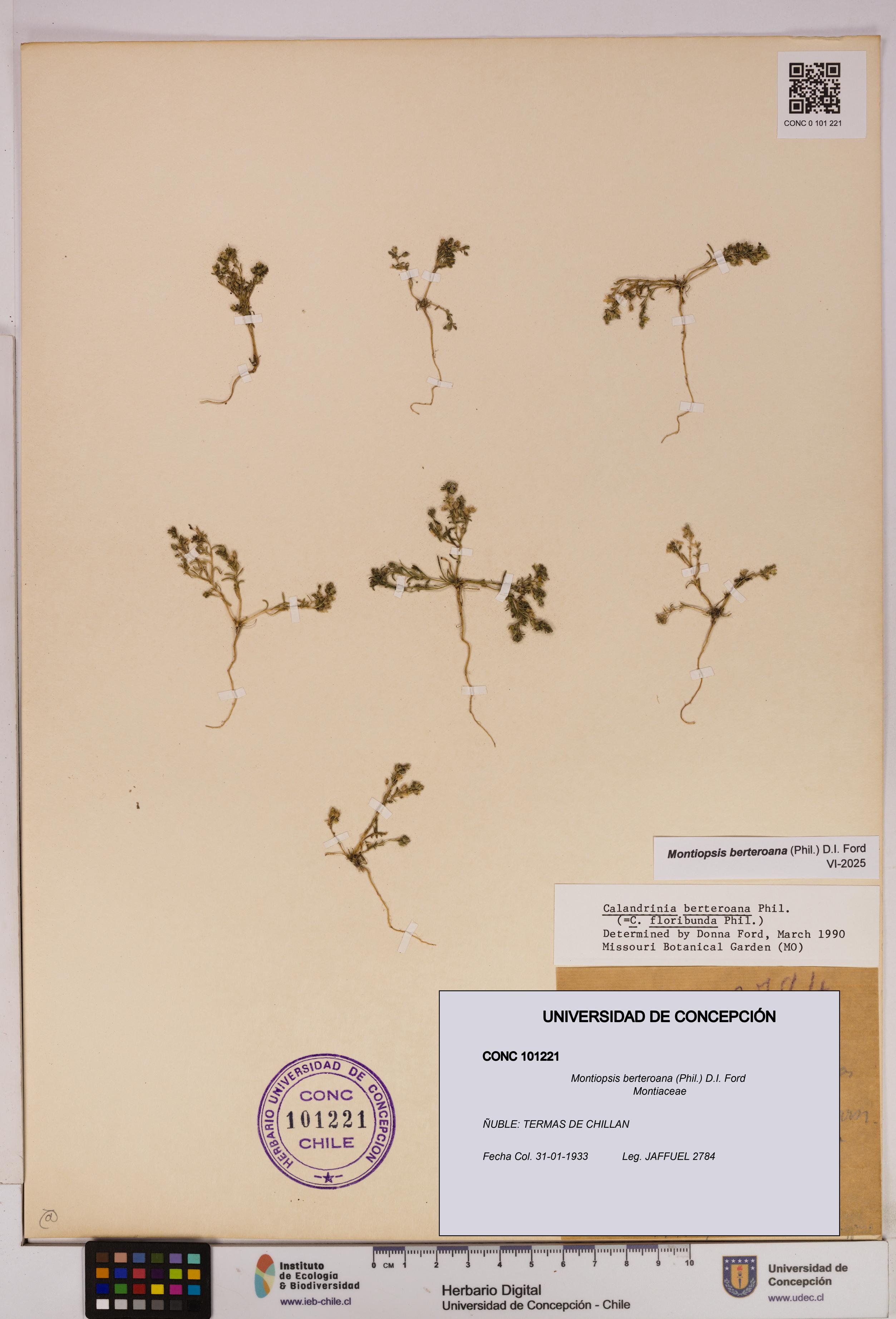 Montiopsis berteroana [Espécimen: UDEC:CONC:0101221]