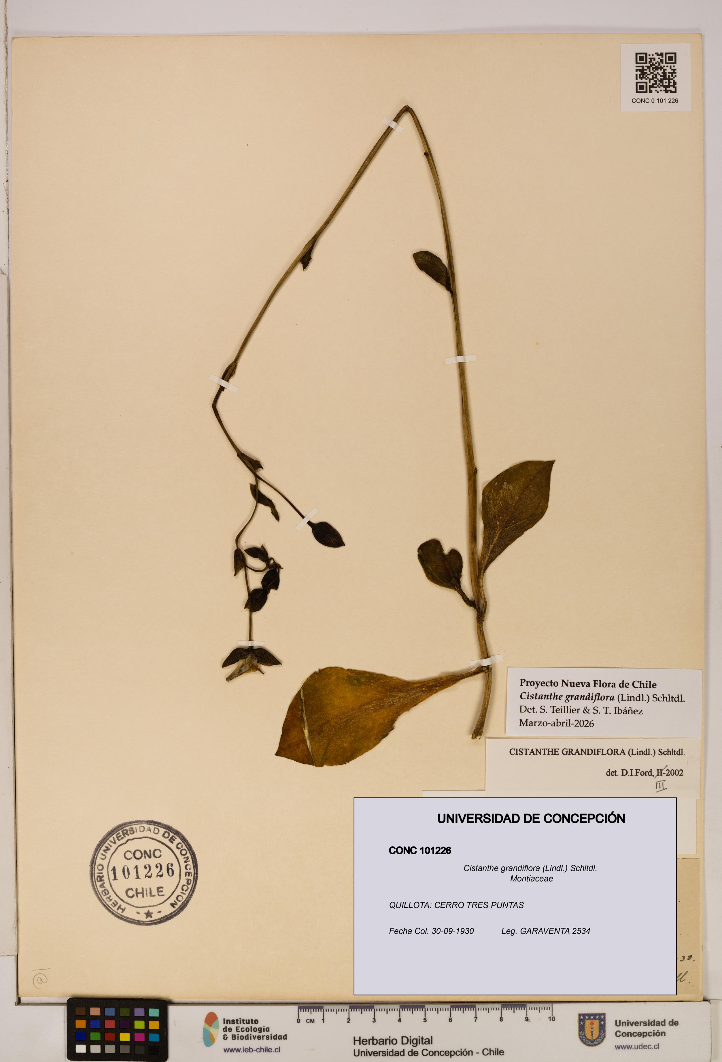 Cistanthe grandiflora [Espécimen: UDEC:CONC:0101226]