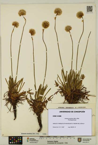 Armeria maritima [Espécimen: UDEC:CONC:0101260]