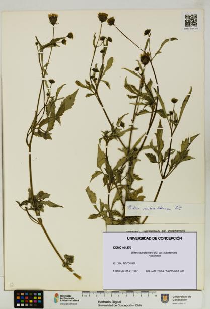 Bidens subalternans var. subalternans [Espécimen: UDEC:CONC:0101270]