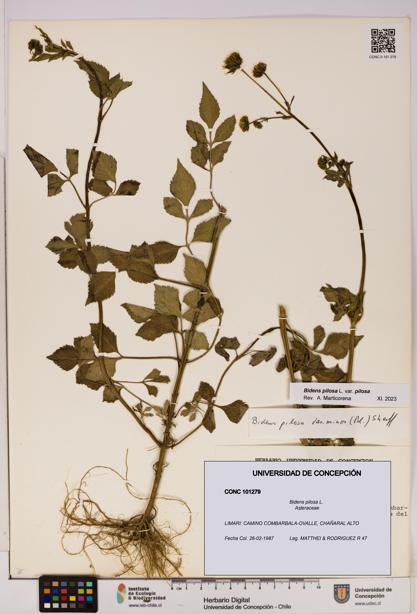 Bidens pilosa [Espécimen: UDEC:CONC:0101279]