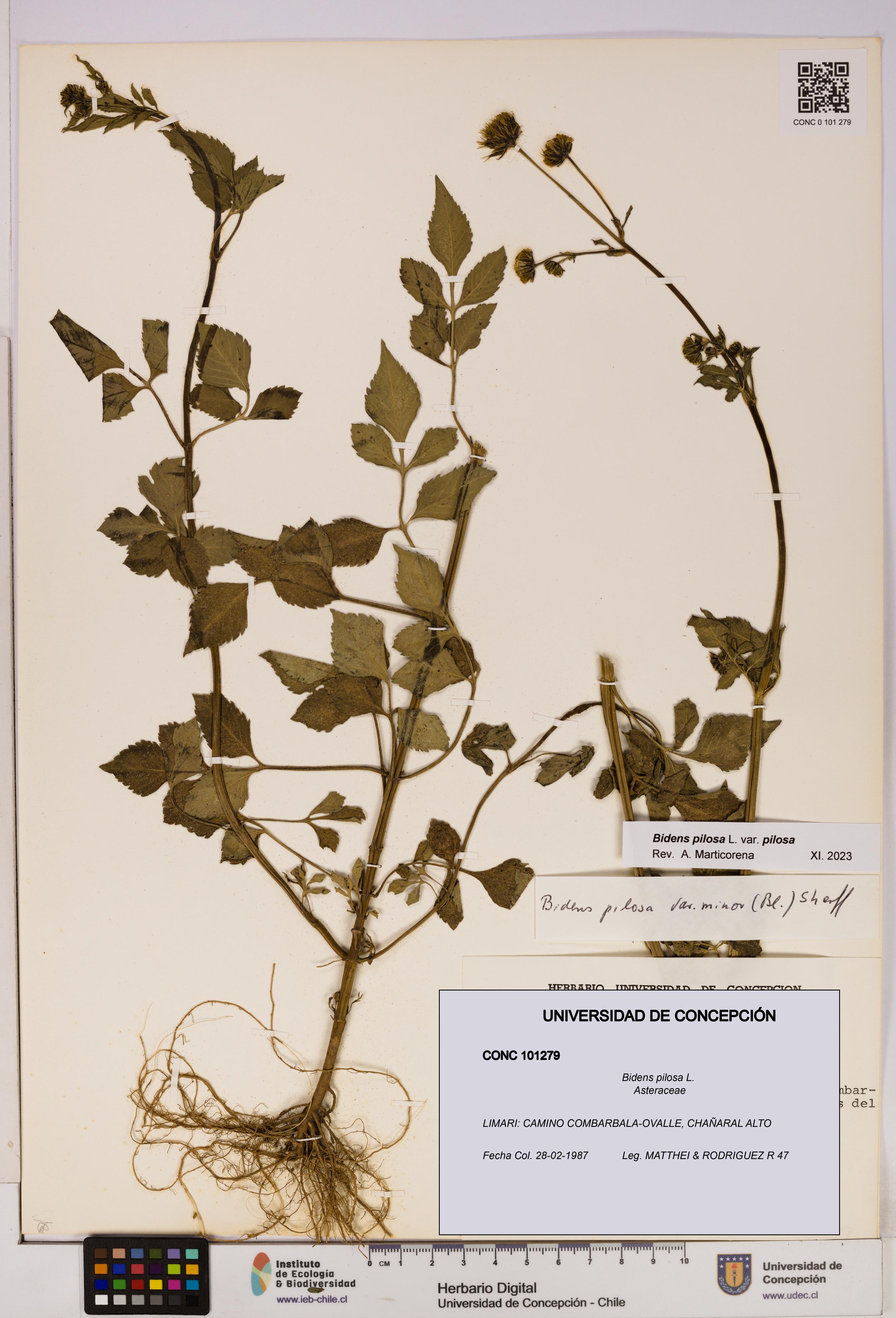 Bidens pilosa [Espécimen: UDEC:CONC:0101279]