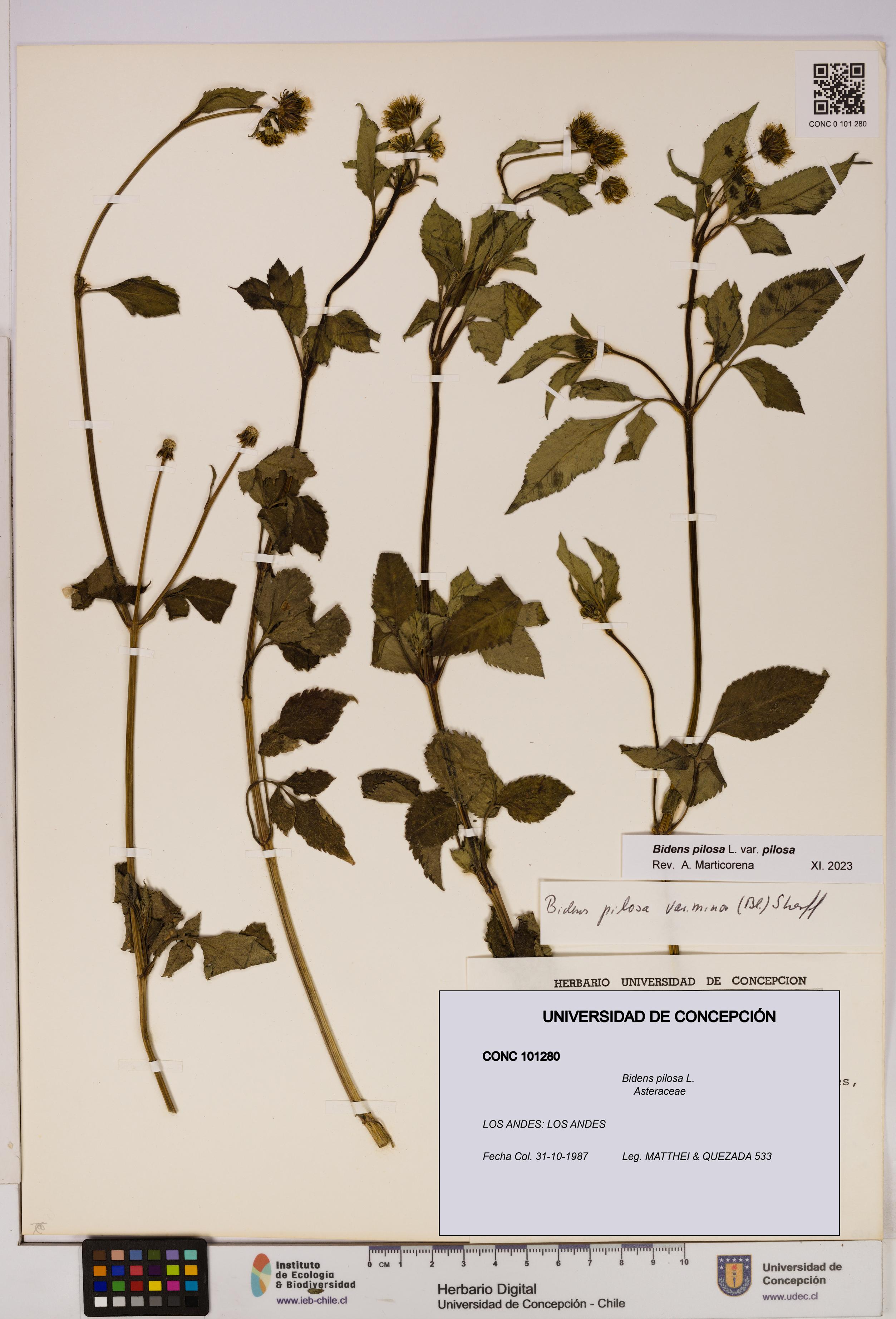 Bidens pilosa [Espécimen: UDEC:CONC:0101280]