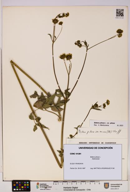 Bidens pilosa [Espécimen: UDEC:CONC:0101281]
