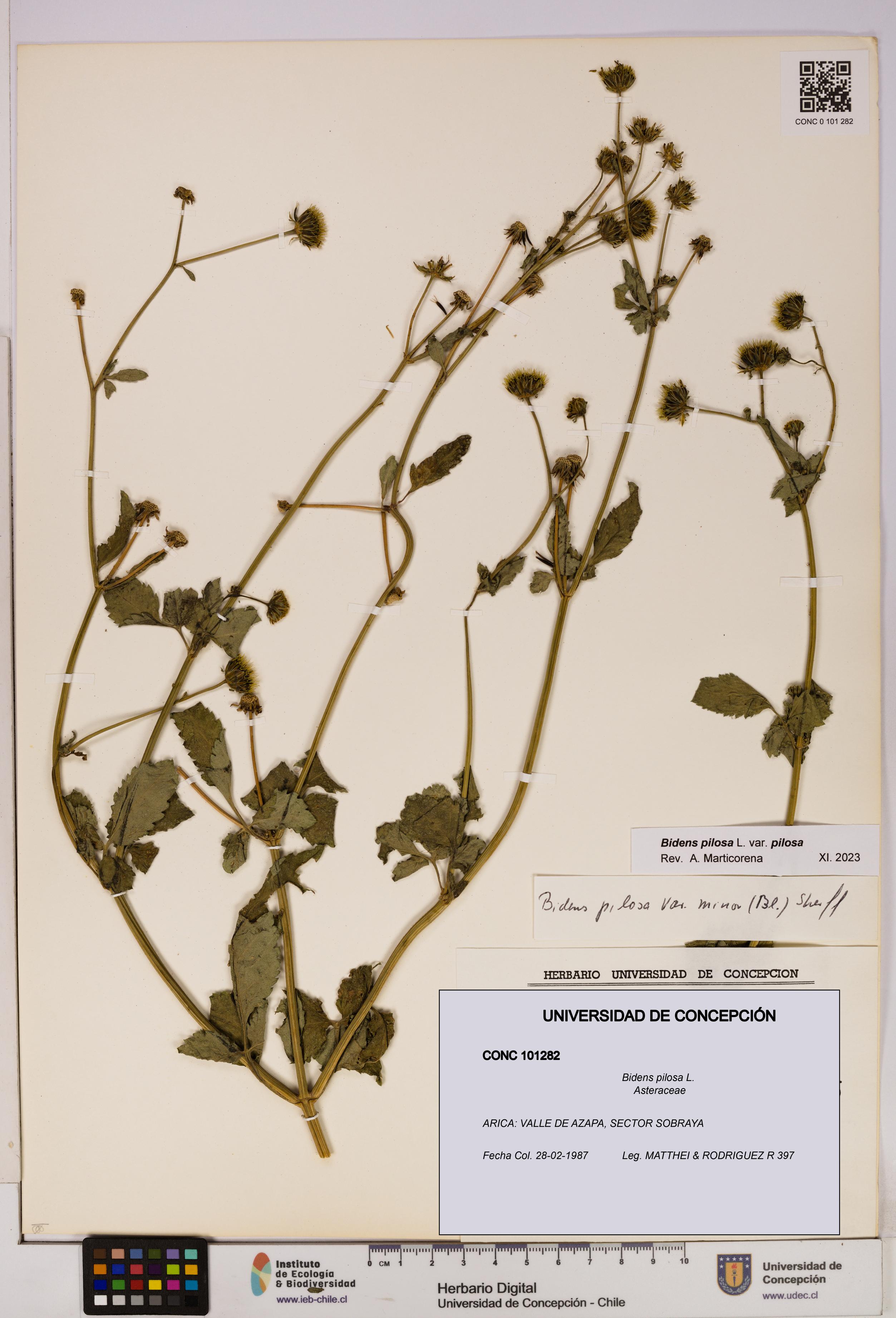Bidens pilosa [Espécimen: UDEC:CONC:0101282]