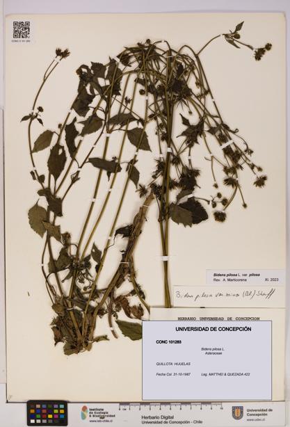 Bidens pilosa [Espécimen: UDEC:CONC:0101283]