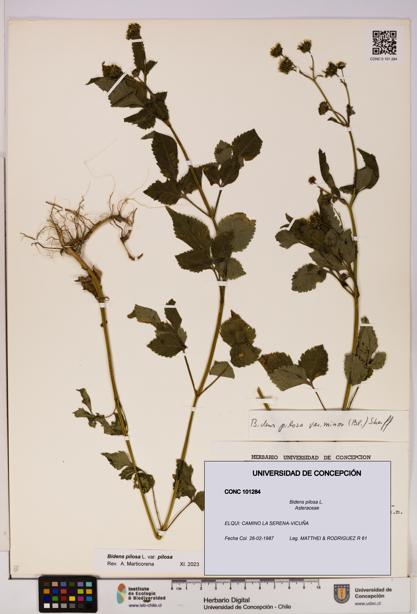 Bidens pilosa [Espécimen: UDEC:CONC:0101284]
