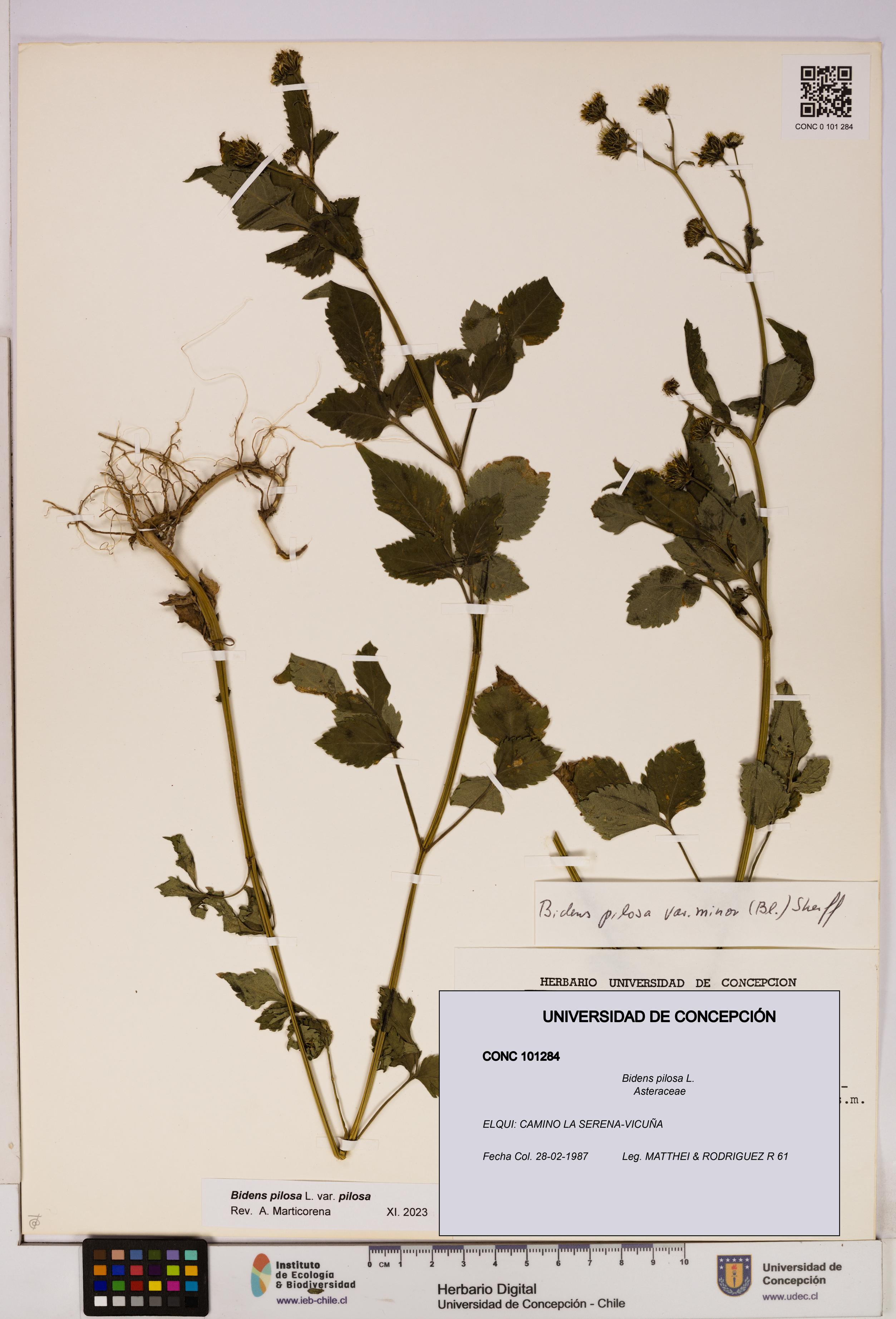 Bidens pilosa [Espécimen: UDEC:CONC:0101284]