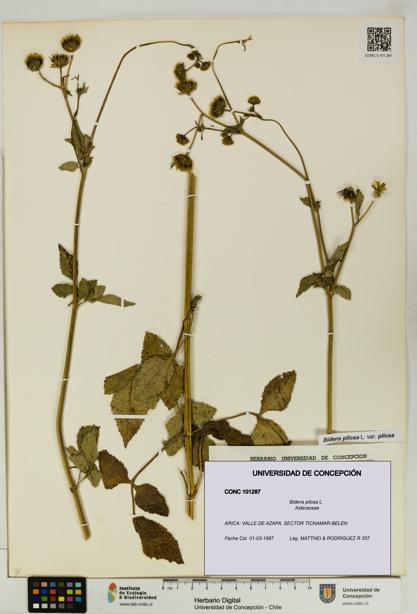 Bidens pilosa [Espécimen: UDEC:CONC:0101287]