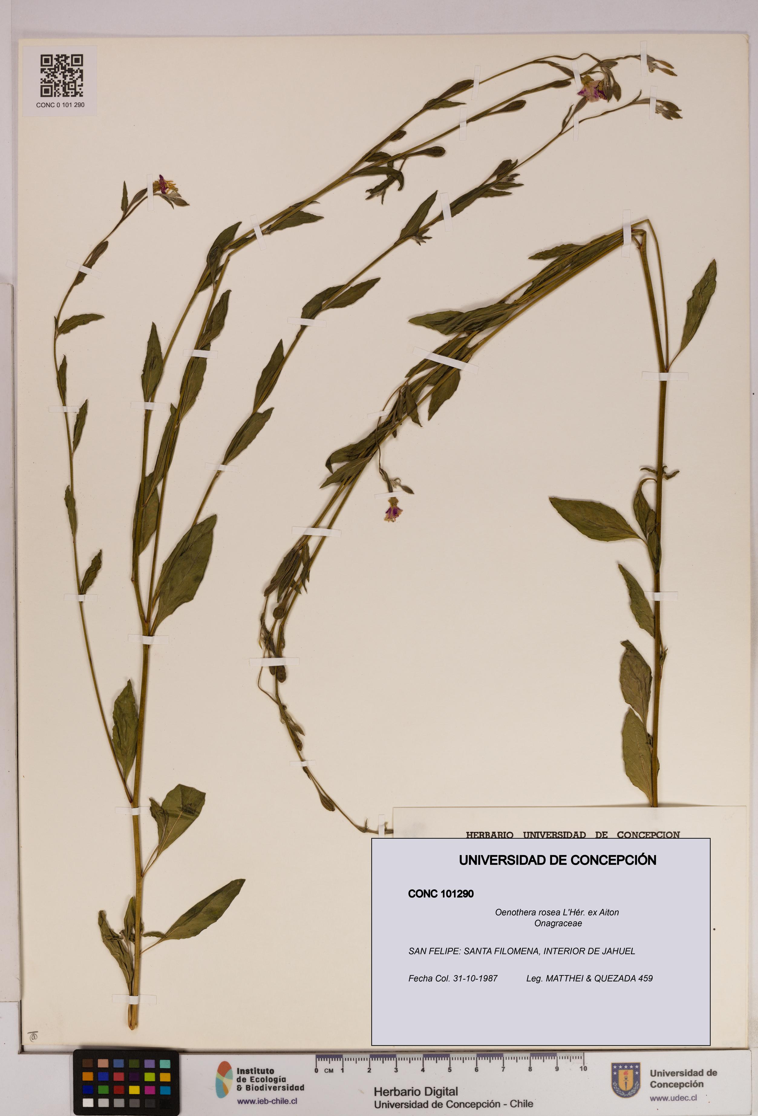 Oenothera rosea [Espécimen: UDEC:CONC:0101290]