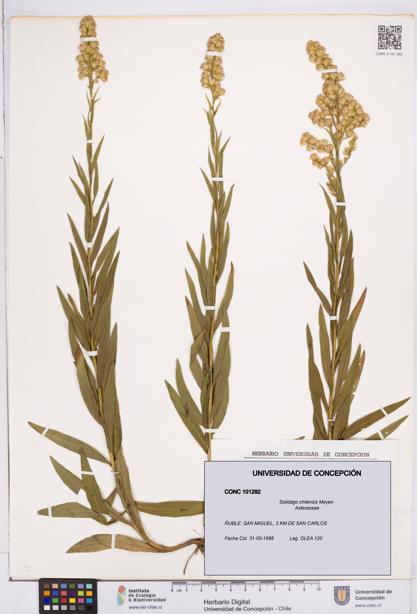 Solidago chilensis [Espécimen: ]