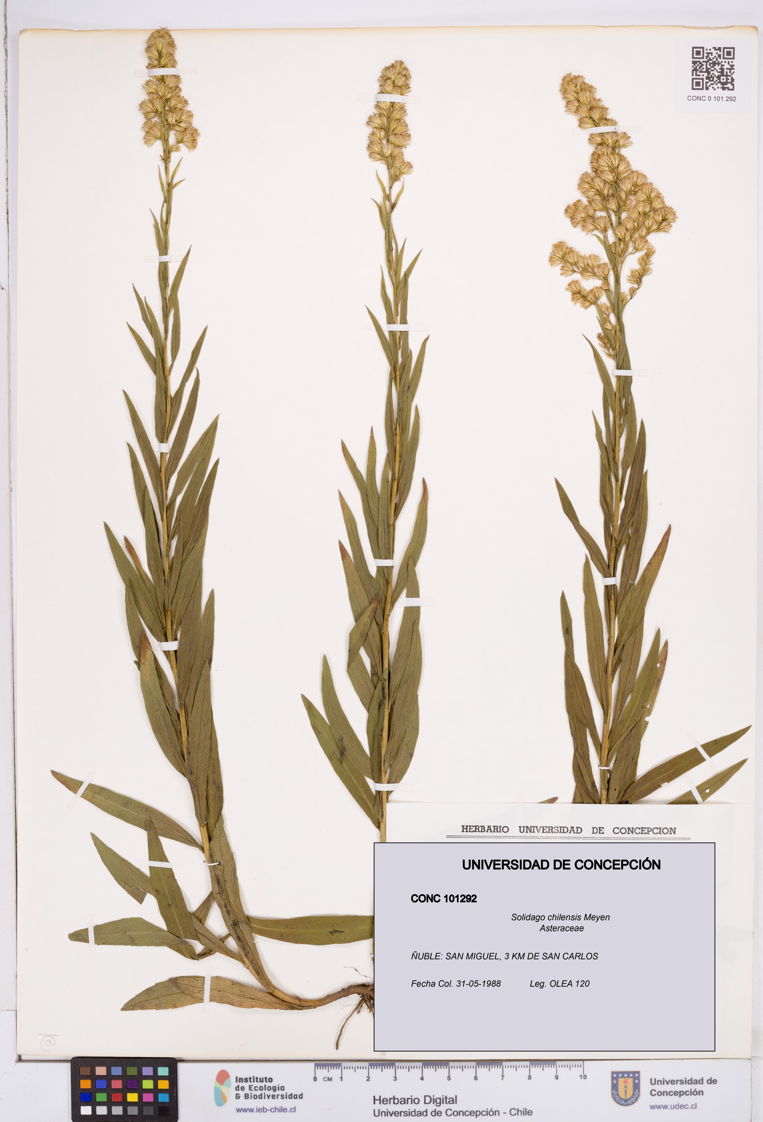 Solidago chilensis [Espécimen: ]