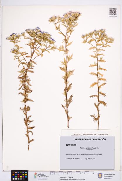 Triptilion spinosum [Espécimen: ]