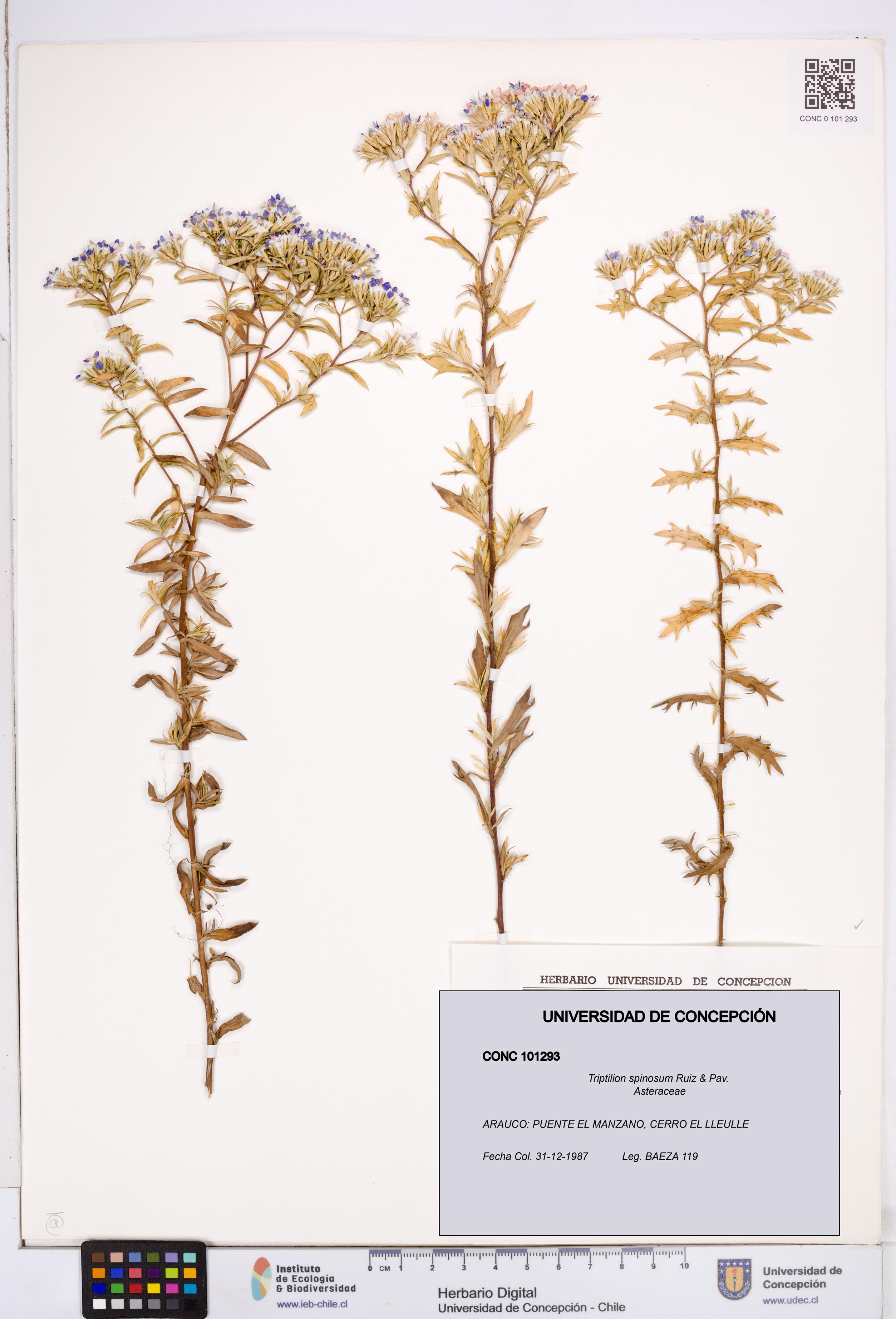 Triptilion spinosum [Espécimen: ]