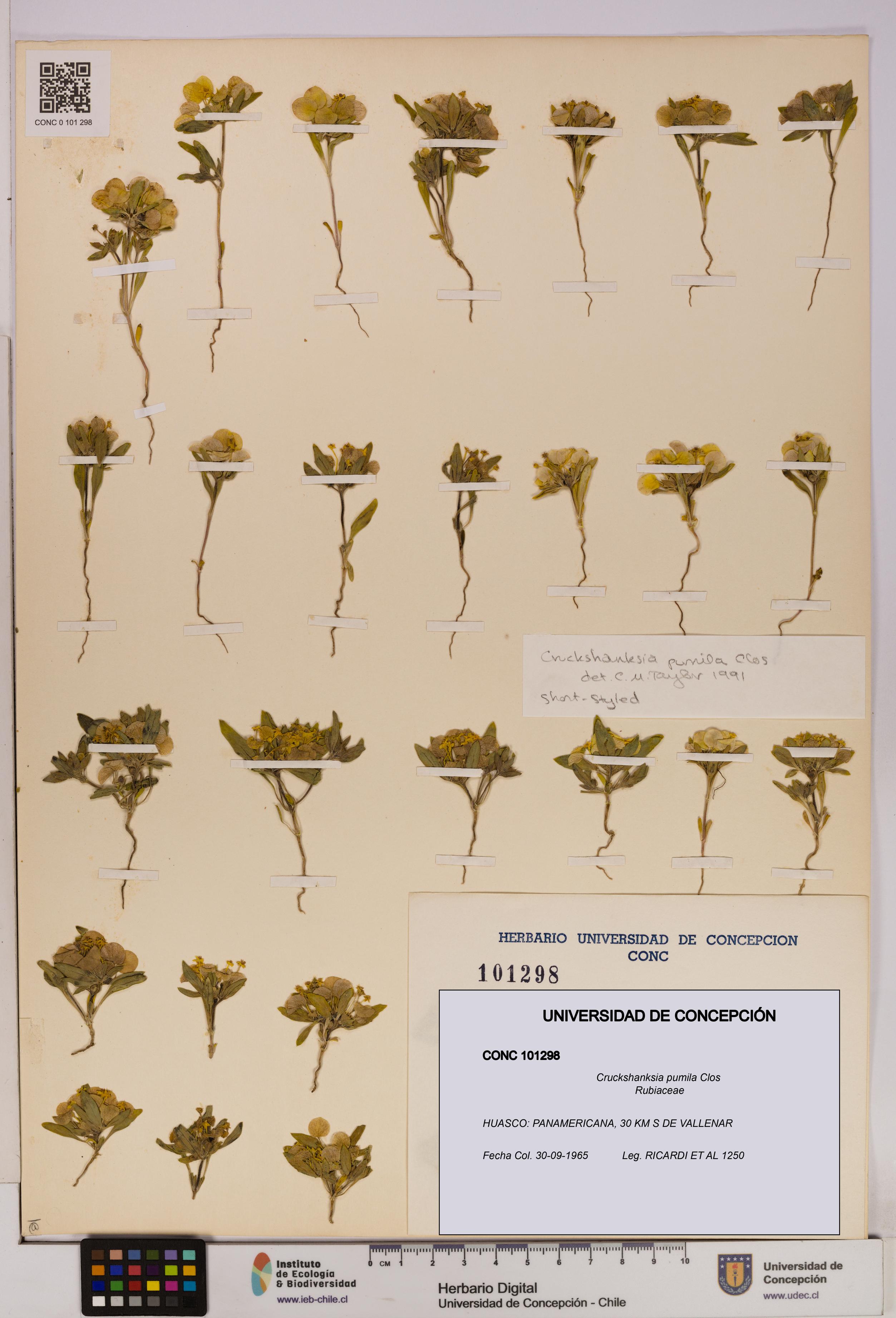 Cruckshanksia pumila [Espécimen: UDEC:CONC:0101298]