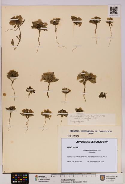Cruckshanksia pumila [Espécimen: UDEC:CONC:0101299]