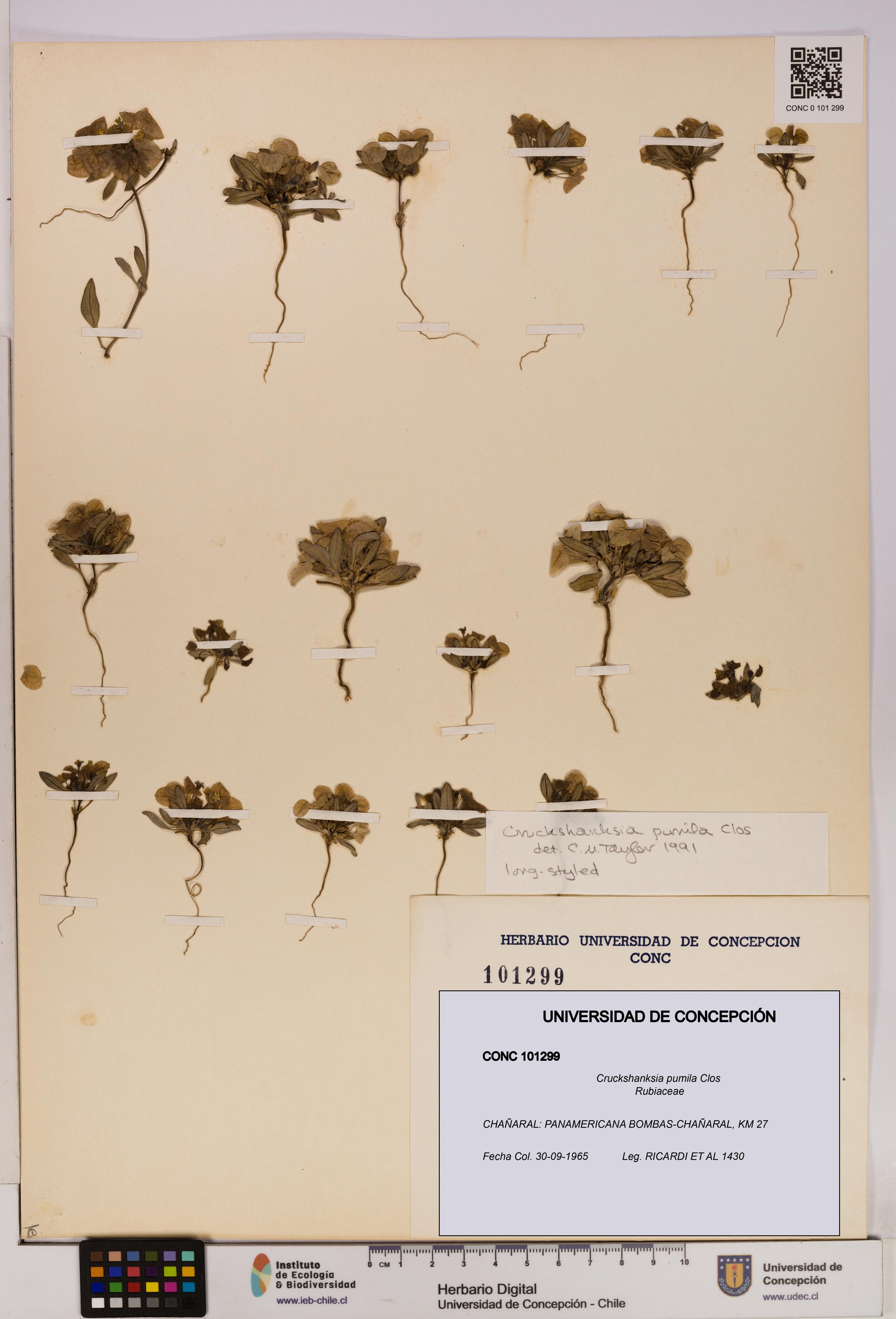 Cruckshanksia pumila [Espécimen: UDEC:CONC:0101299]