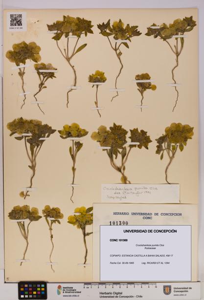 Cruckshanksia pumila [Espécimen: UDEC:CONC:0101300]