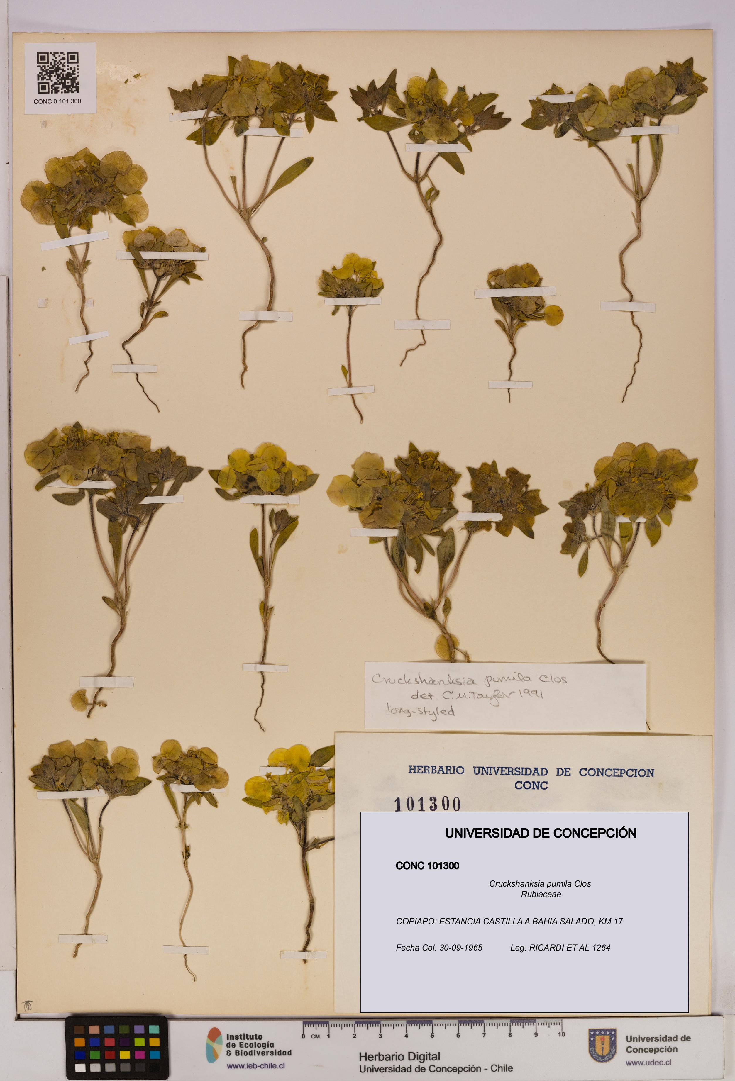 Cruckshanksia pumila [Espécimen: UDEC:CONC:0101300]