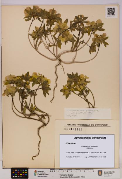 Cruckshanksia pumila [Espécimen: UDEC:CONC:0101301]