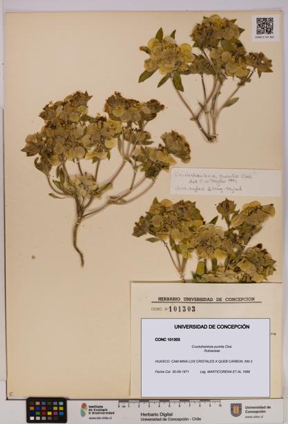 Cruckshanksia pumila [Espécimen: UDEC:CONC:0101303]