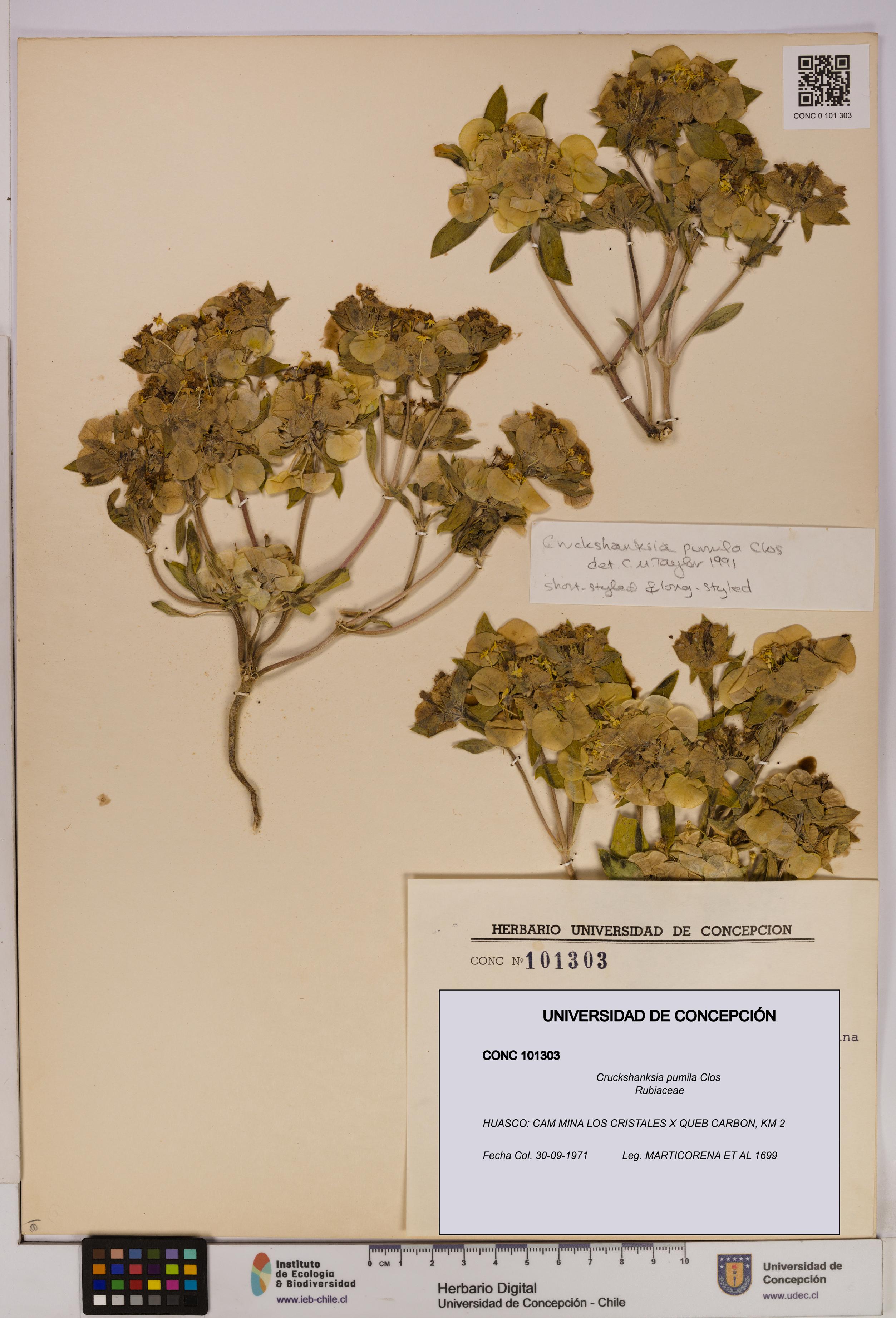 Cruckshanksia pumila [Espécimen: UDEC:CONC:0101303]