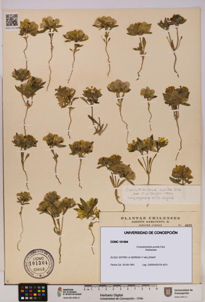 Cruckshanksia pumila [Espécimen: UDEC:CONC:0101304]