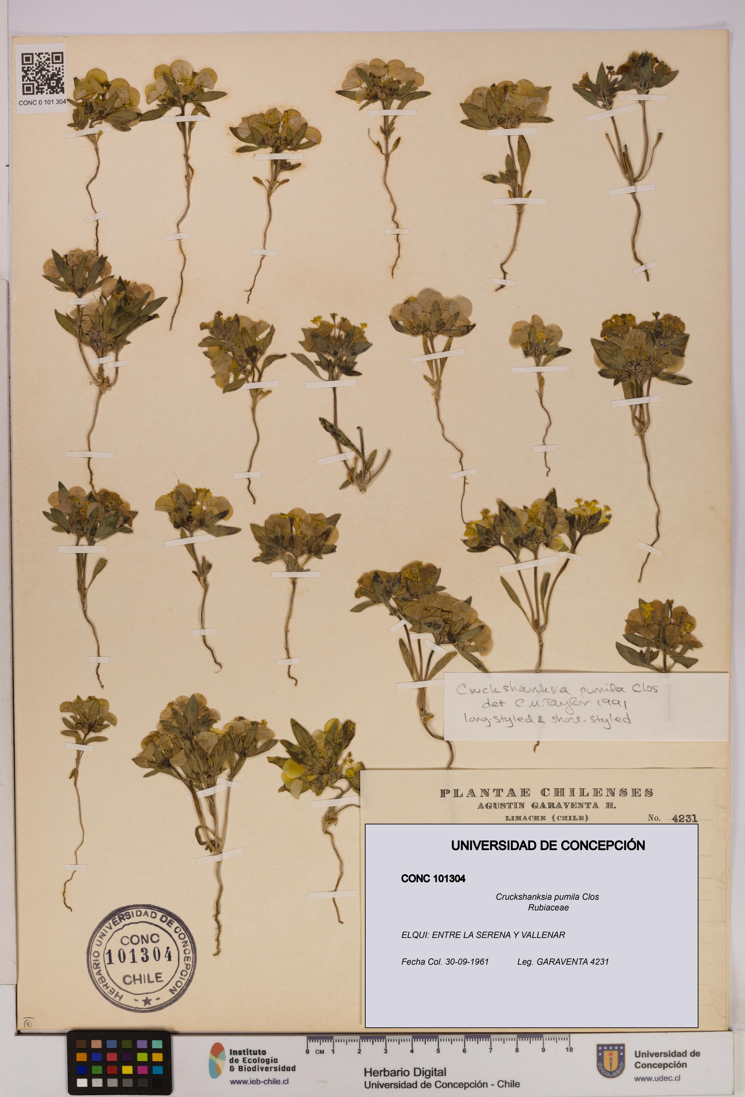 Cruckshanksia pumila [Espécimen: UDEC:CONC:0101304]