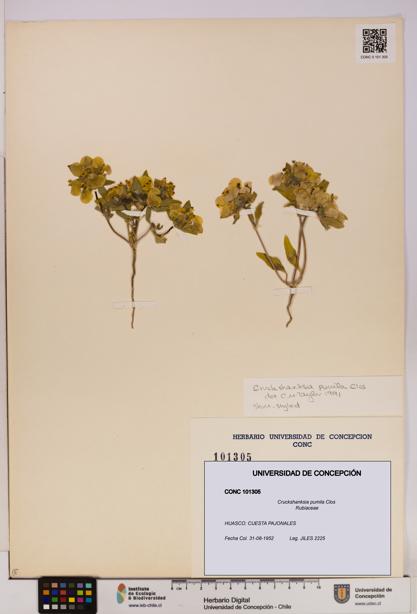 Cruckshanksia pumila [Espécimen: UDEC:CONC:0101305]