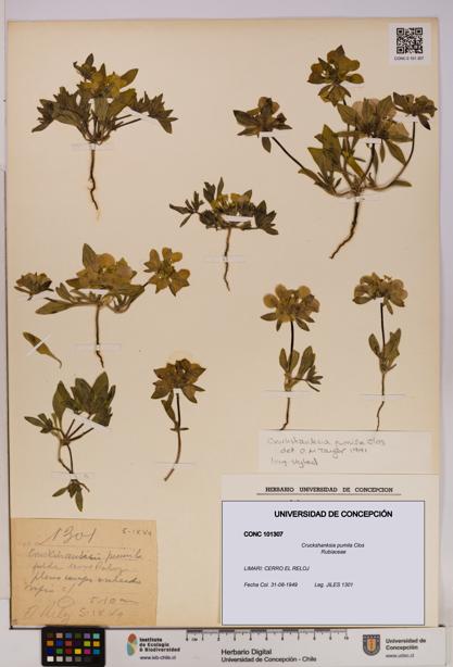 Cruckshanksia pumila [Espécimen: UDEC:CONC:0101307]