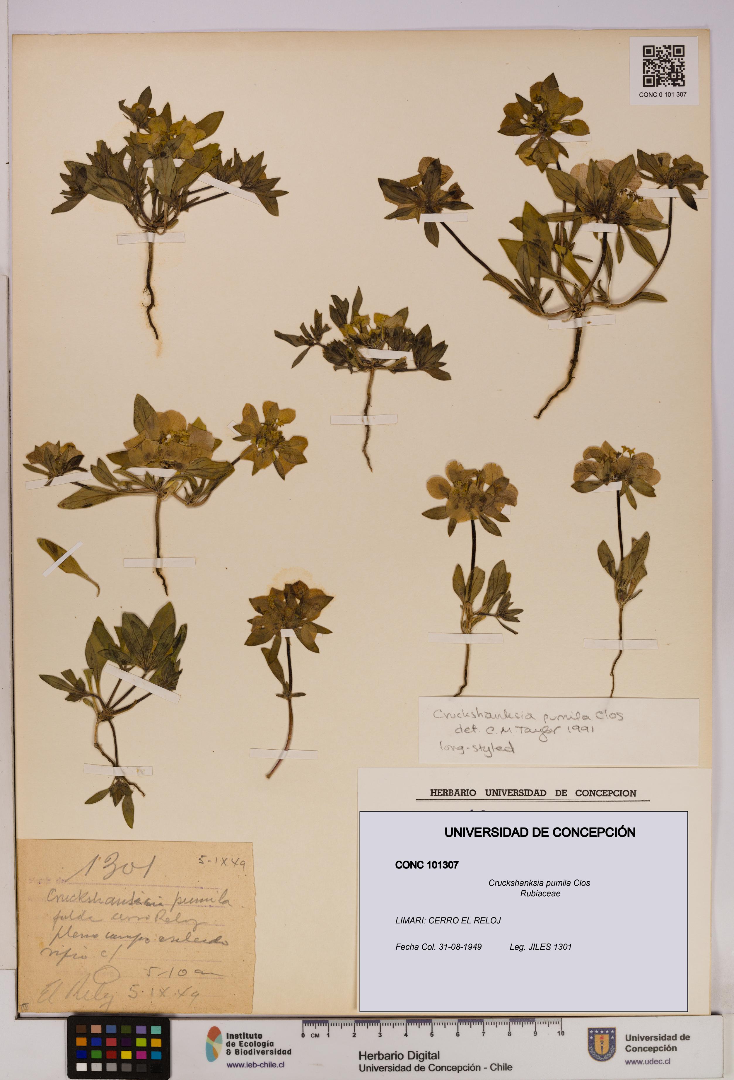 Cruckshanksia pumila [Espécimen: UDEC:CONC:0101307]