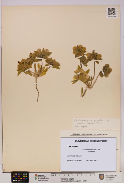 Cruckshanksia pumila [Espécimen: UDEC:CONC:0101309]