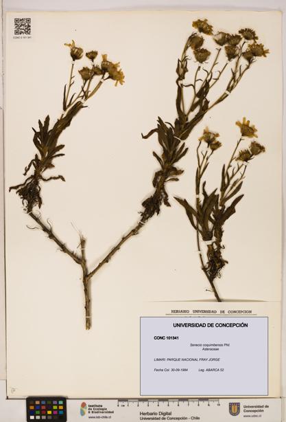 Senecio coquimbensis [Espécimen: UDEC:CONC:0101341]