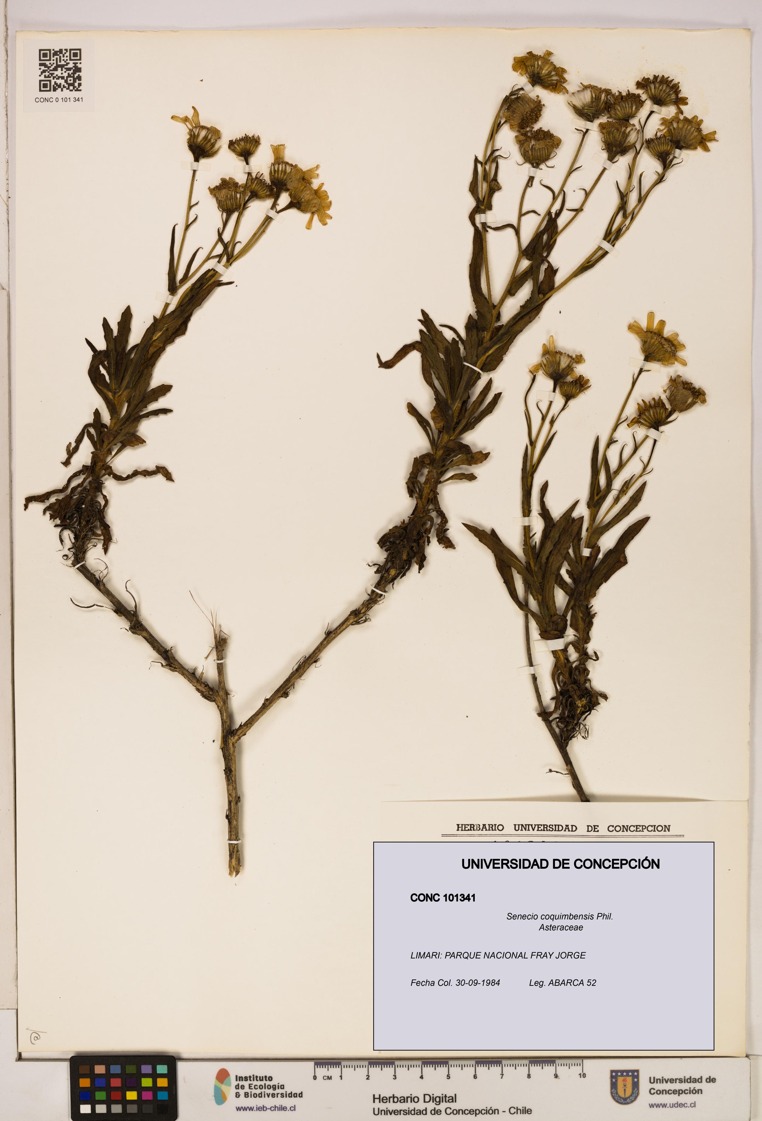 Senecio coquimbensis [Espécimen: UDEC:CONC:0101341]