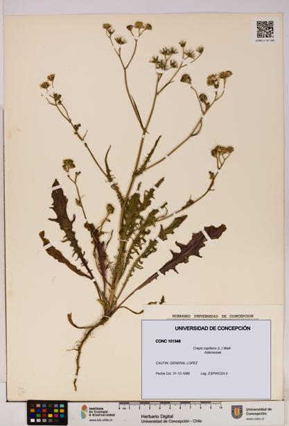 Crepis capillaris [Espécimen: UDEC:CONC:0101348]