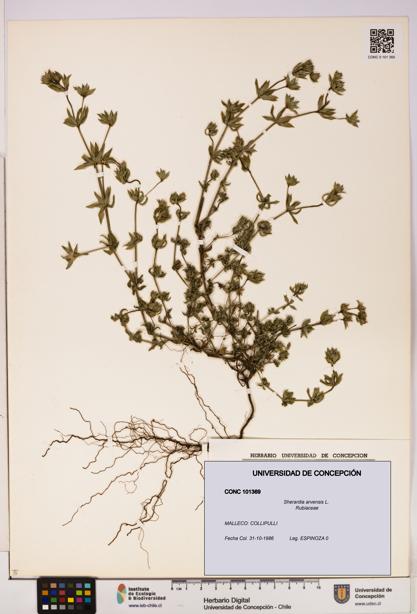 Sherardia arvensis [Espécimen: UDEC:CONC:0101369]