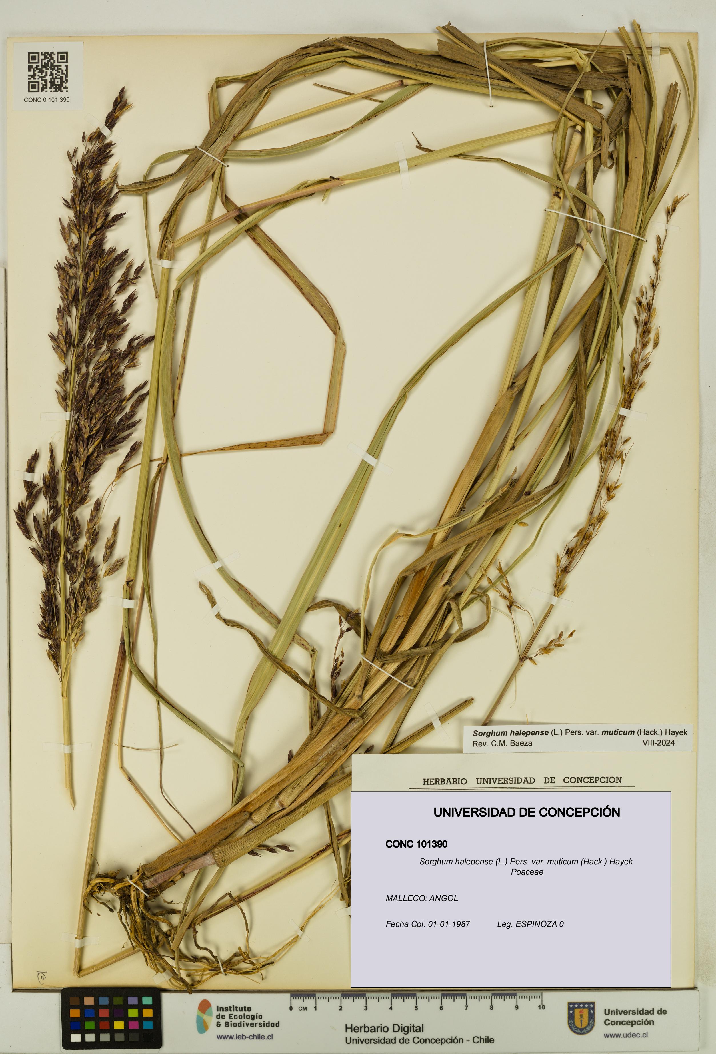 Sorghum halepense var. muticum [Espécimen: UDEC:CONC:0101390]