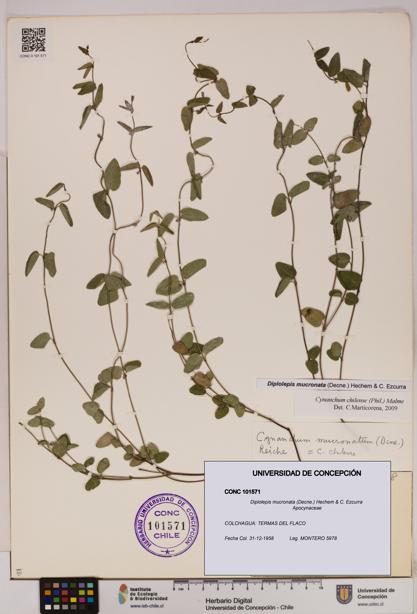 Diplolepis mucronata [Espécimen: UDEC:CONC:0101571]