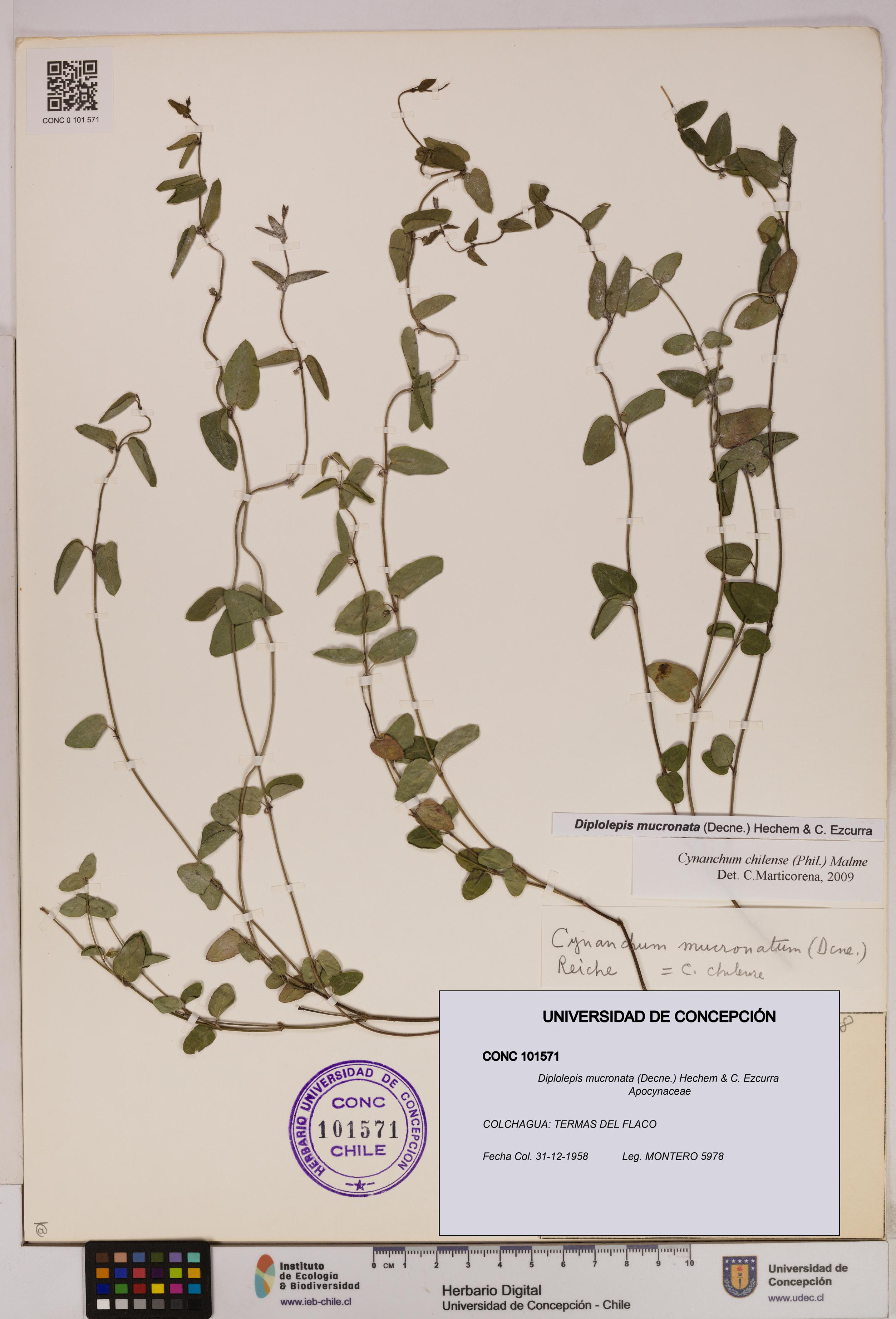 Diplolepis mucronata [Espécimen: UDEC:CONC:0101571]