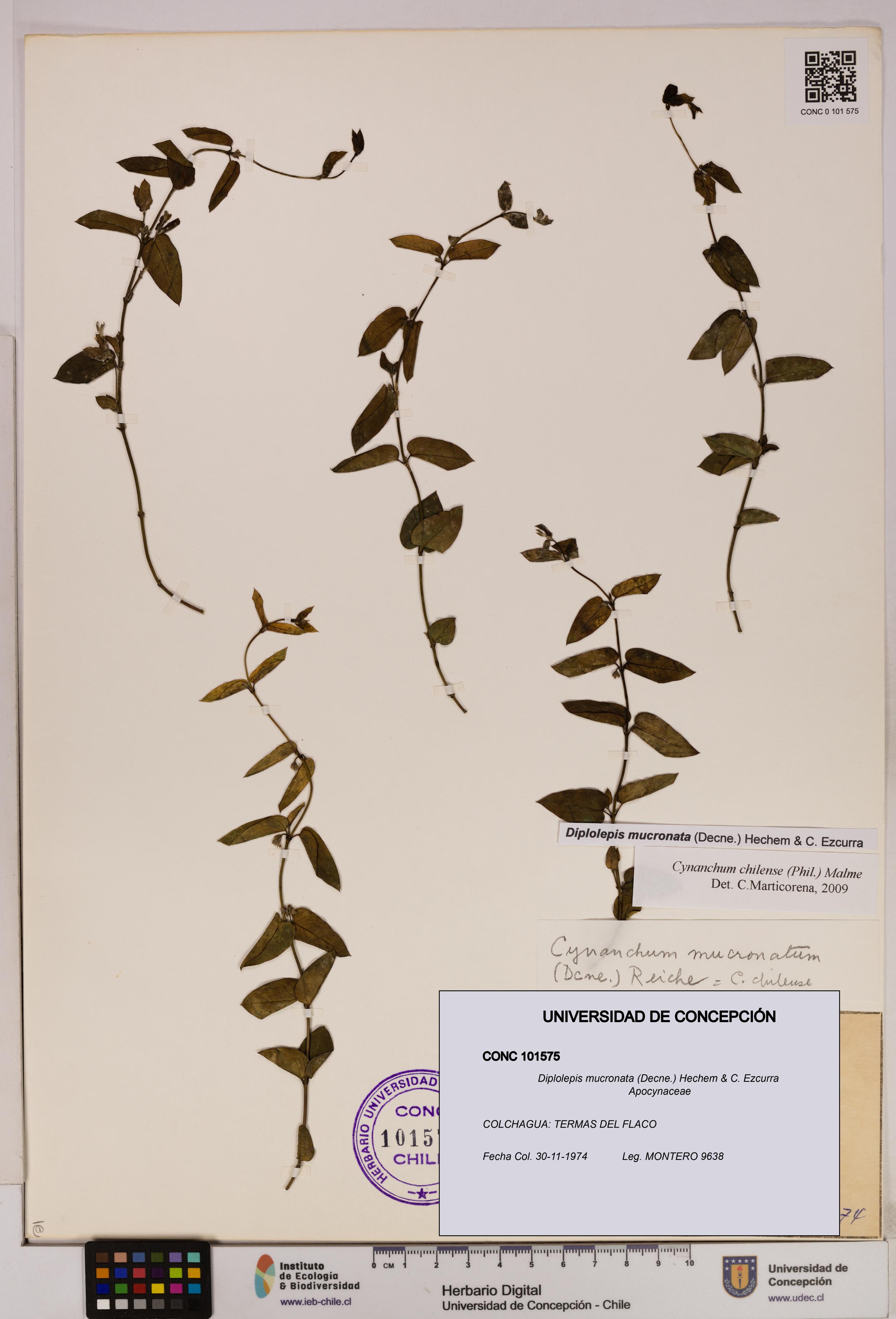 Diplolepis mucronata [Espécimen: UDEC:CONC:0101575]